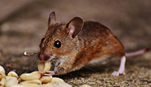 24 Hour & Emergency Exterminators in Balsam Grove, NC